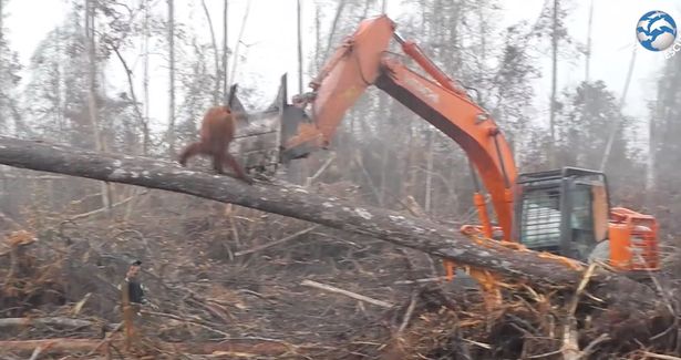 Giây phút đười ươi tấn công máy xúc để bảo vệ rừng