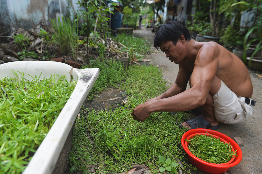 Cuộc sống nông dân giữa nơi xa hoa mới của Sài Gòn Cuộc sống nông dân giữa nơi xa hoa mới của Sài Gòn