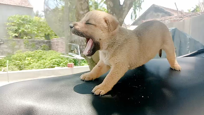 Tiết lộ thú vị về chú chó mắc võng ngủ trưa thảnh thơi nổi tiếng nhất MXH những ngày qua! Tiết lộ thú vị về chú chó mắc võng ngủ trưa thảnh thơi nổi tiếng nhất MXH những ngày qua!