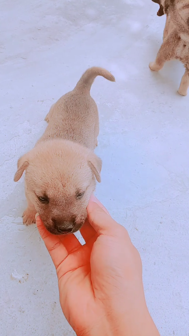 Tiết lộ thú vị về chú chó mắc võng ngủ trưa thảnh thơi nổi tiếng nhất MXH những ngày qua!