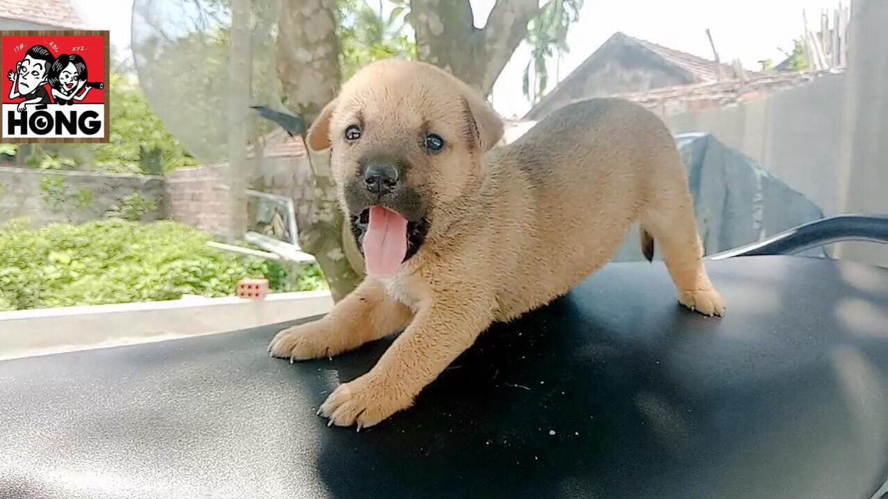 Tiết lộ thú vị về chú chó mắc võng ngủ trưa thảnh thơi nổi tiếng nhất MXH những ngày qua!