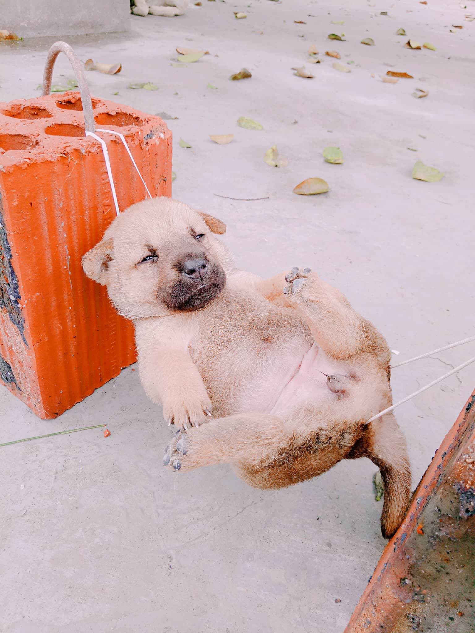 Tiết lộ thú vị về chú chó mắc võng ngủ trưa thảnh thơi nổi tiếng nhất MXH những ngày qua!