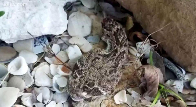 Rắn độc bị chặt đứt đầu vẫn cắn người suýt chết