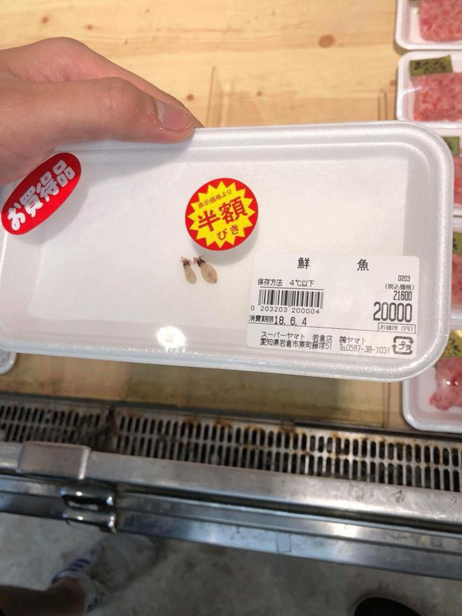 Hai chú mực một nắng to bằng con chấy có giá đến 4 triệu đồng trong siêu thị Nhật khiến dân mạng Việt xôn xao Hai chú mực một nắng to bằng con chấy có giá đến 4 triệu đồng trong siêu thị Nhật khiến dân mạng Việt xôn xao