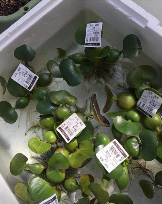 Hai chú mực một nắng to bằng con chấy có giá đến 4 triệu đồng trong siêu thị Nhật khiến dân mạng Việt xôn xao