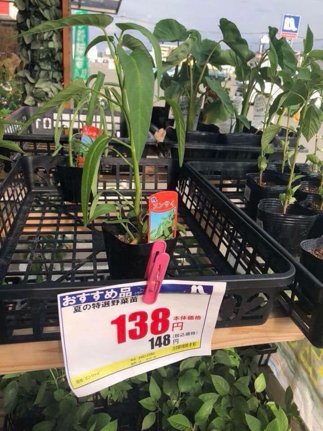 Hai chú mực một nắng to bằng con chấy có giá đến 4 triệu đồng trong siêu thị Nhật khiến dân mạng Việt xôn xao