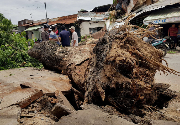 Cây xanh gãy đổ đè hàng loạt xe máy tại TP HCM