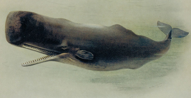 Bí ẩn hai viên đá cực đẹp tỏa hương thơm, trả 5 tỉ cũng không bán ở Gia Lai!