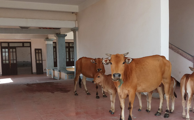 Nhường đất cho công ty Formosa, trụ sở mới trị giá 33 tỷ đồng thành nơi trú ngụ của trâu bò, Bí thư xã nói gì?