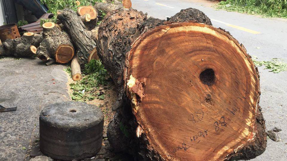 Cây cổ thụ ở Sài Gòn bật gốc đè 3 căn nhà, bé gái 13 tuổi bị thương cấp cứu