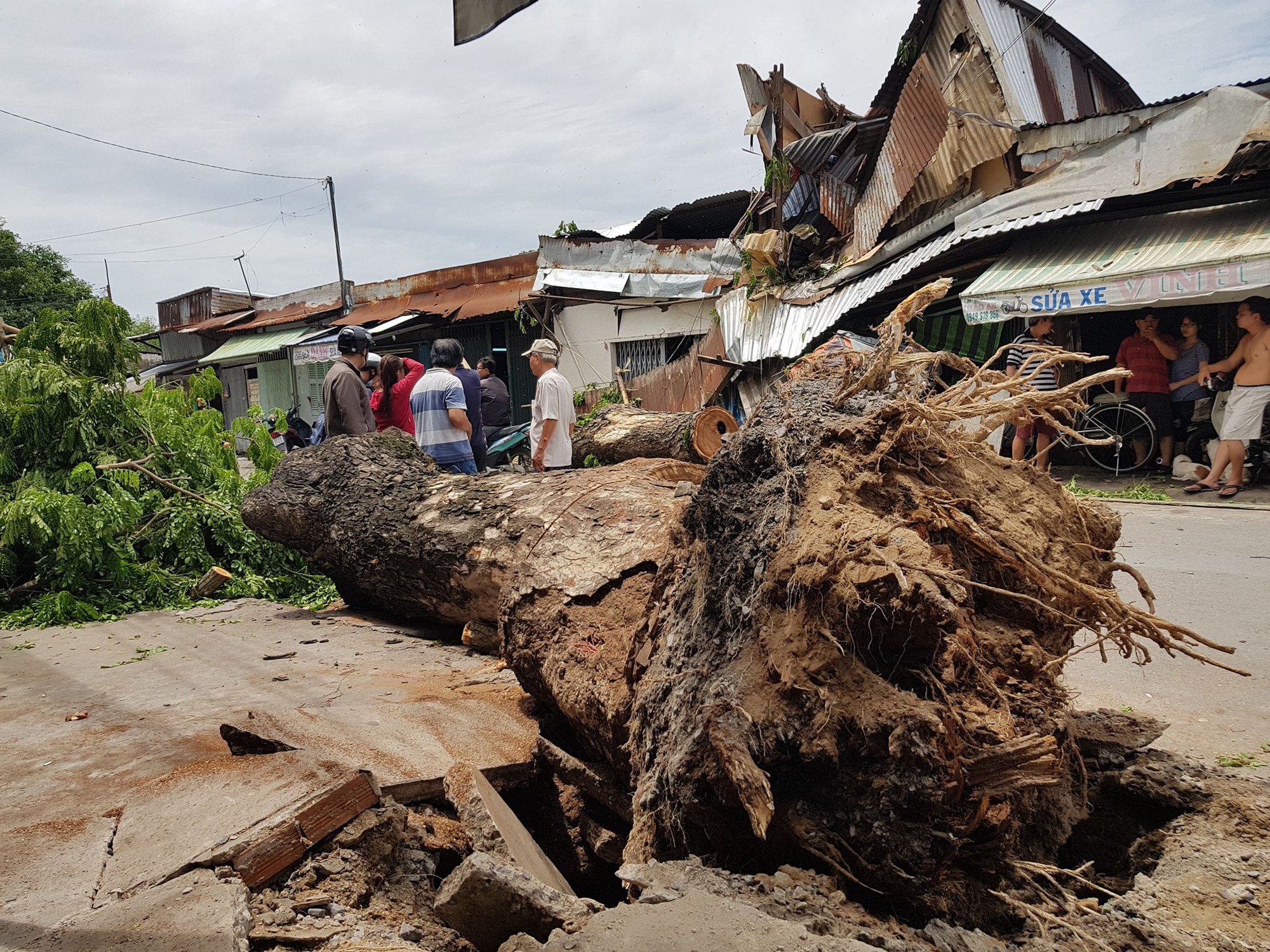 Cây cổ thụ ở Sài Gòn bật gốc đè 3 căn nhà, bé gái 13 tuổi bị thương cấp cứu