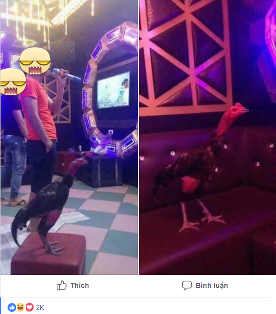 Tâm sự cười chảy nước mắt của cô vợ đòi ly dị vì chồng mê gà chọi: Đang ân ái nhảy bổ xuống kiểm tra chuồng, đem cả gà đi hát karaoke