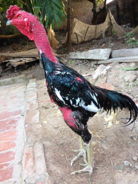 Tâm sự cười chảy nước mắt của cô vợ đòi ly dị vì chồng mê gà chọi: Đang ân ái nhảy bổ xuống kiểm tra chuồng, đem cả gà đi hát karaoke