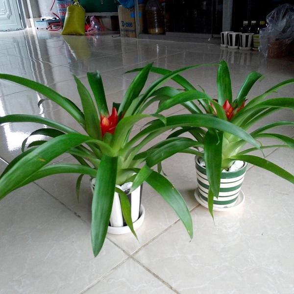 Trồng cây phong thủy theo tuổi cho 12 con giáp gặp may cả năm, tài lộc đầy nhà Trồng cây phong thủy theo tuổi cho 12 con giáp gặp may cả năm, tài lộc đầy nhà