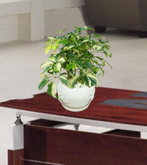Trồng cây phong thủy theo tuổi cho 12 con giáp gặp may cả năm, tài lộc đầy nhà Trồng cây phong thủy theo tuổi cho 12 con giáp gặp may cả năm, tài lộc đầy nhà