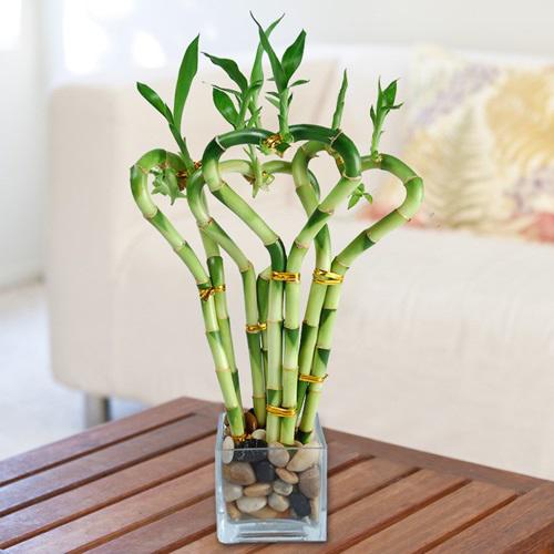 Trồng cây phong thủy theo tuổi cho 12 con giáp gặp may cả năm, tài lộc đầy nhà Trồng cây phong thủy theo tuổi cho 12 con giáp gặp may cả năm, tài lộc đầy nhà