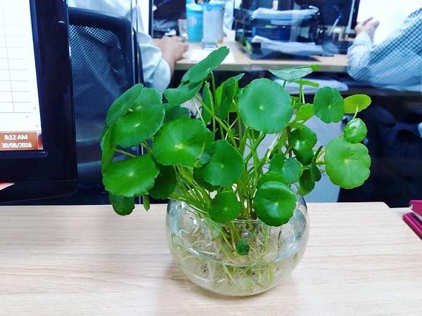 Trồng cây phong thủy theo tuổi cho 12 con giáp gặp may cả năm, tài lộc đầy nhà Trồng cây phong thủy theo tuổi cho 12 con giáp gặp may cả năm, tài lộc đầy nhà
