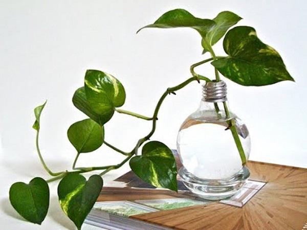 Trồng cây phong thủy theo tuổi cho 12 con giáp gặp may cả năm, tài lộc đầy nhà Trồng cây phong thủy theo tuổi cho 12 con giáp gặp may cả năm, tài lộc đầy nhà