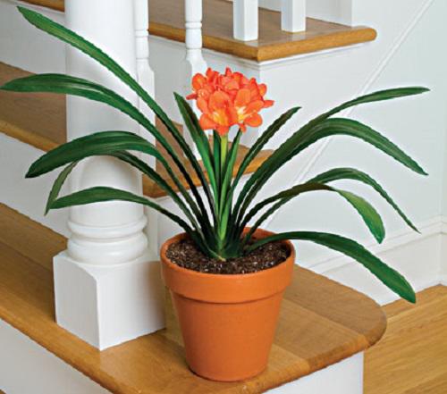 Trồng cây phong thủy theo tuổi cho 12 con giáp gặp may cả năm, tài lộc đầy nhà Trồng cây phong thủy theo tuổi cho 12 con giáp gặp may cả năm, tài lộc đầy nhà
