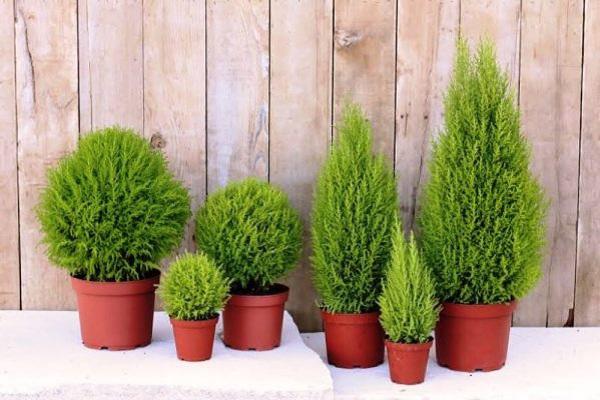 Trồng cây phong thủy theo tuổi cho 12 con giáp gặp may cả năm, tài lộc đầy nhà Trồng cây phong thủy theo tuổi cho 12 con giáp gặp may cả năm, tài lộc đầy nhà