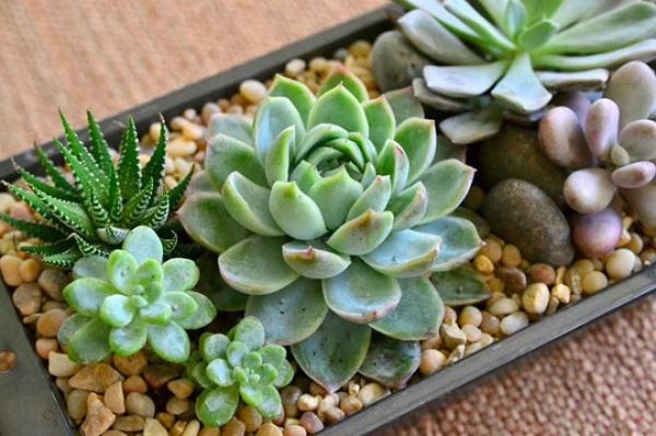 Trồng cây phong thủy theo tuổi cho 12 con giáp gặp may cả năm, tài lộc đầy nhà Trồng cây phong thủy theo tuổi cho 12 con giáp gặp may cả năm, tài lộc đầy nhà