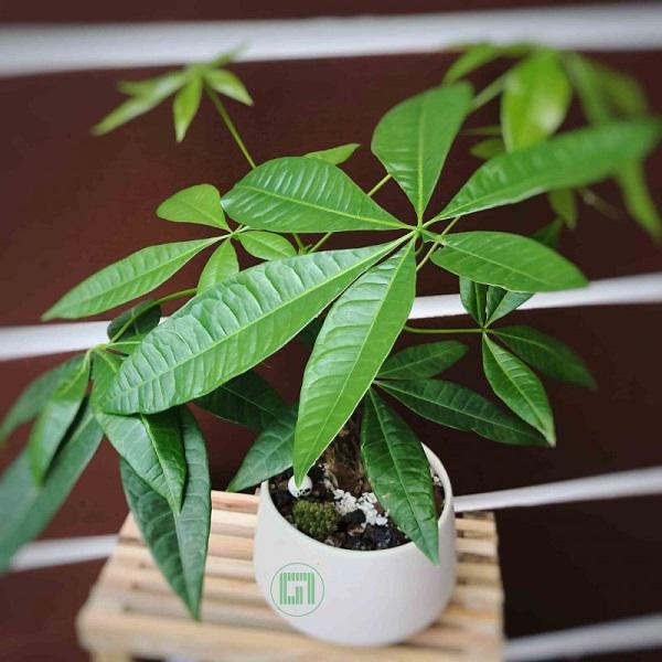Trồng cây phong thủy theo tuổi cho 12 con giáp gặp may cả năm, tài lộc đầy nhà Trồng cây phong thủy theo tuổi cho 12 con giáp gặp may cả năm, tài lộc đầy nhà