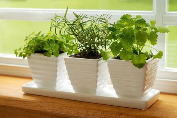 Trồng cây phong thủy theo tuổi cho 12 con giáp gặp may cả năm, tài lộc đầy nhà Trồng cây phong thủy theo tuổi cho 12 con giáp gặp may cả năm, tài lộc đầy nhà