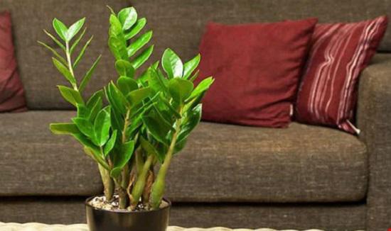 Trồng cây phong thủy theo tuổi cho 12 con giáp gặp may cả năm, tài lộc đầy nhà Trồng cây phong thủy theo tuổi cho 12 con giáp gặp may cả năm, tài lộc đầy nhà