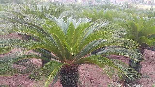 Đếm lá thu tiền: Nghề lạ mà thu cả tiền triệu mỗi tháng