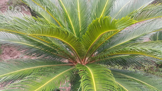 Đếm lá thu tiền: Nghề lạ mà thu cả tiền triệu mỗi tháng