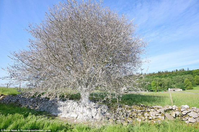 Cái cây kỳ lạ bên bờ sông nước Anh, không bệnh tật nhưng toàn thân hóa màu trắng muốt