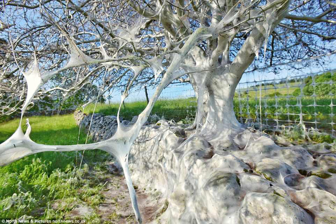Cái cây kỳ lạ bên bờ sông nước Anh, không bệnh tật nhưng toàn thân hóa màu trắng muốt