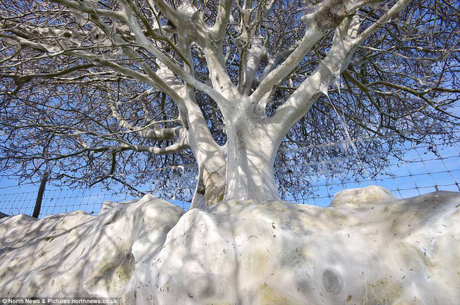 Cái cây kỳ lạ bên bờ sông nước Anh, không bệnh tật nhưng toàn thân hóa màu trắng muốt