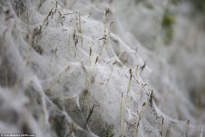 Cái cây kỳ lạ bên bờ sông nước Anh, không bệnh tật nhưng toàn thân hóa màu trắng muốt