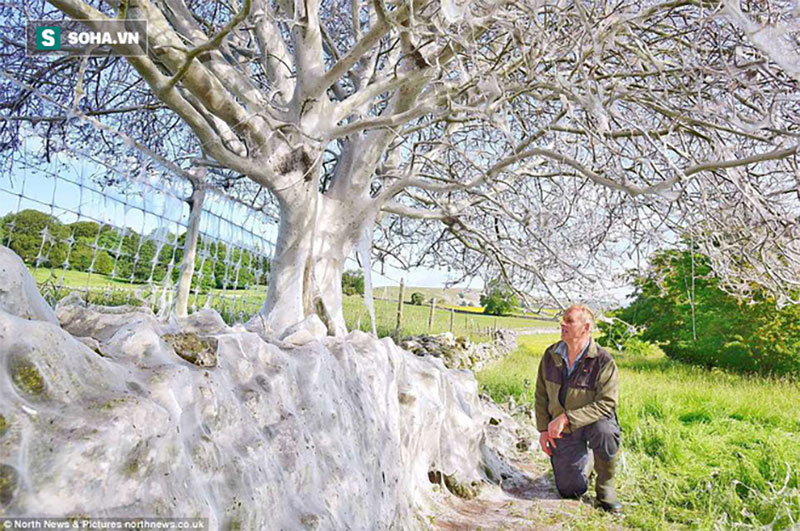 Cái cây kỳ lạ bên bờ sông nước Anh, không bệnh tật nhưng toàn thân hóa màu trắng muốt