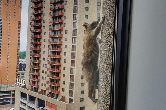 Dân Mỹ thót tim theo dõi gấu mèo leo tường như người nhện