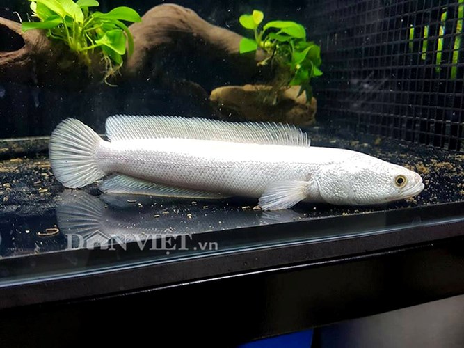 Nhà giàu Việt săn cá lọc bạch kim giá tiền triệu về làm cảnh Nhà giàu Việt săn cá lọc bạch kim giá tiền triệu về làm cảnh