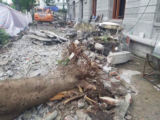 Hà Nội: Cây phượng bất ngờ gãy đổ trên phố Quán Sứ, 5 người nguy kịch trong đó có 2 trẻ em