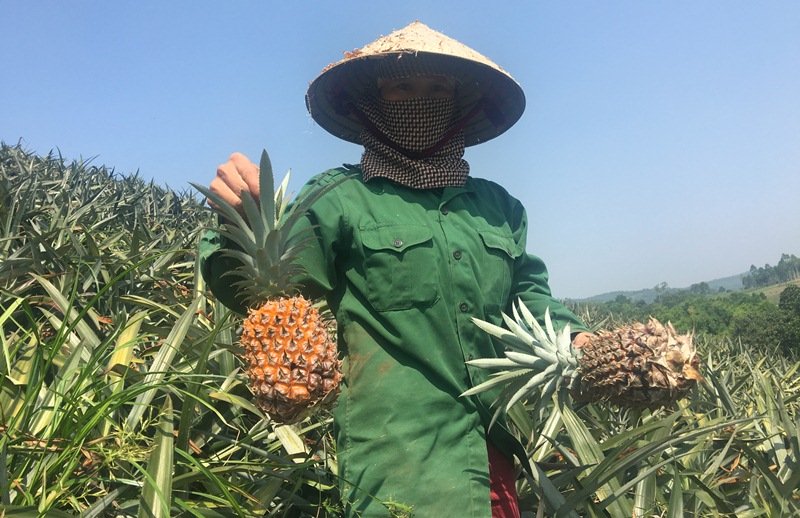 Dứa Việt 2.000 đồng/kg thối đầy đồng, nhà giàu ăn dứa ngoại 300 ngàn/quả Dứa Việt 2.000 đồng/kg thối đầy đồng, nhà giàu ăn dứa ngoại 300 ngàn/quả