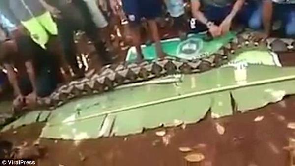 Mổ bụng trăn khổng lồ, kinh hãi phát hiện thi thể người phụ nữ nằm gọn bên trong