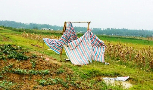 12 người bị sét đánh ở Nghệ An: Nạn nhân bàng hoàng, ám ảnh