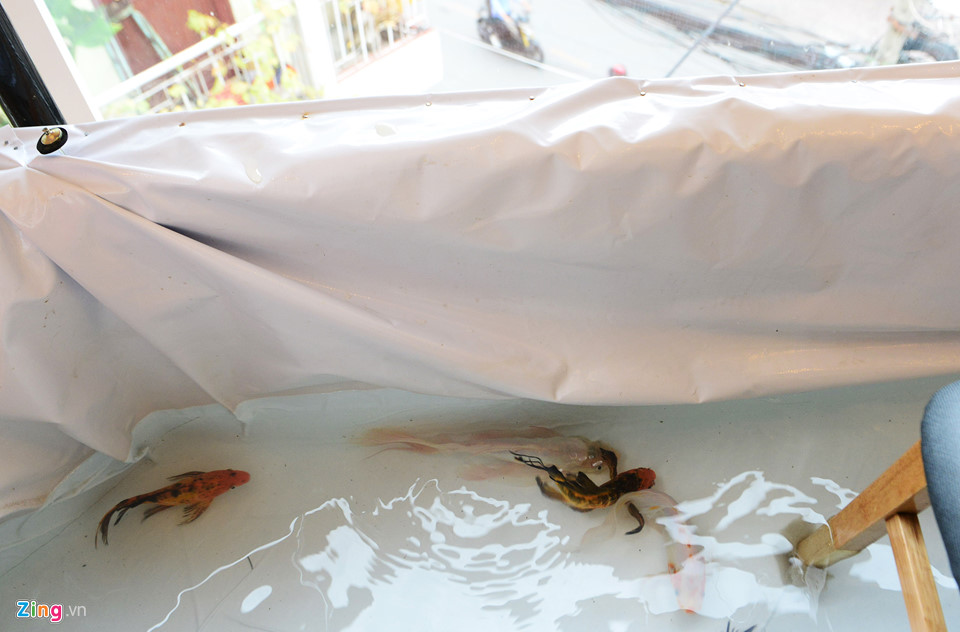 Cho khách ngồi giữa hồ cá, kiểu hút khách mới của quán cà phê Sài Gòn