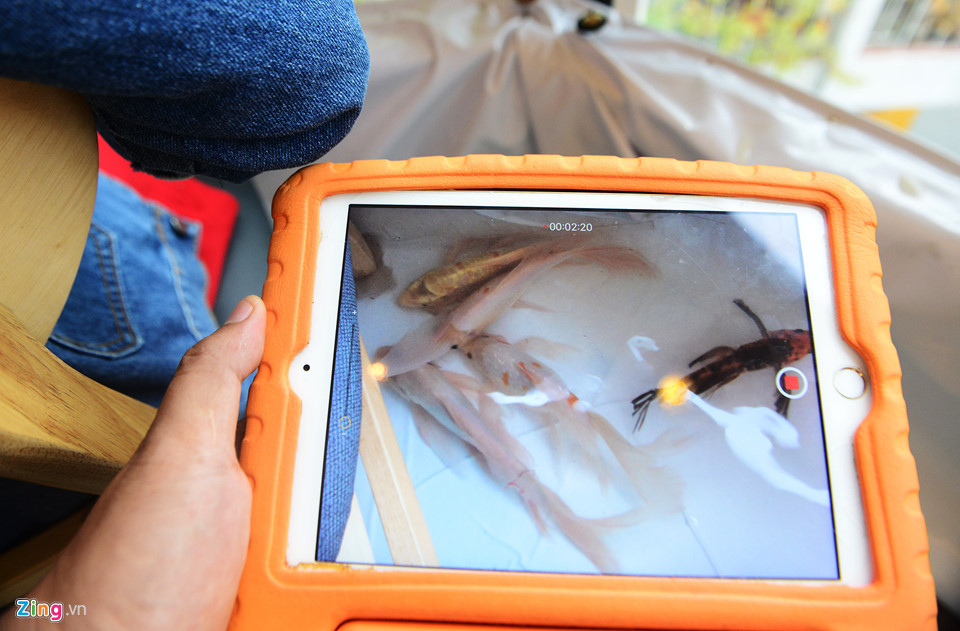 Cho khách ngồi giữa hồ cá, kiểu hút khách mới của quán cà phê Sài Gòn