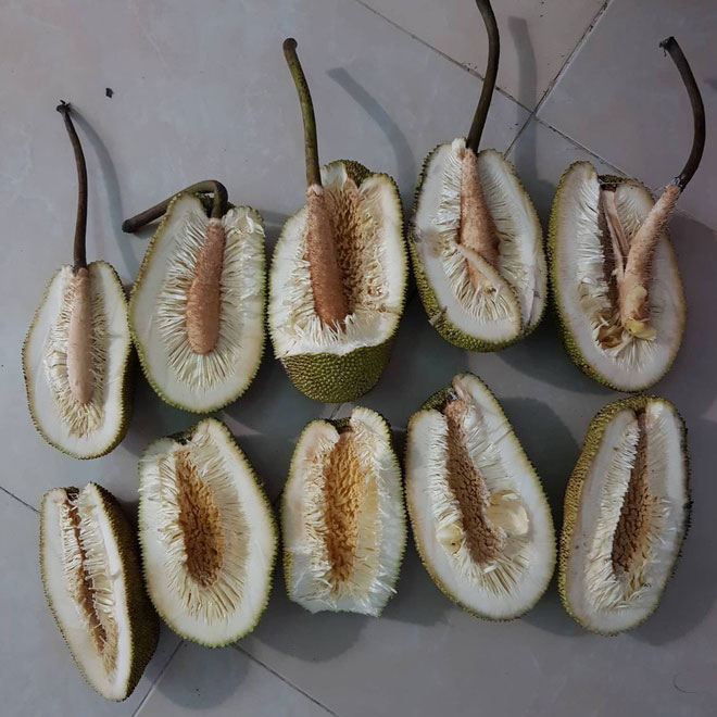 Thanh niên số nhọ mua được 5 quả mít đều đạt chuẩn 3K: Không mùi, không múi, không hạt, chỉ có mỗi xơ