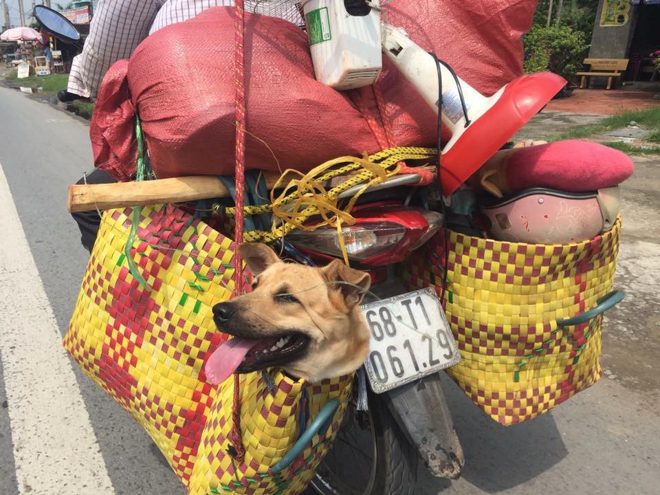 Hình ảnh cảm xúc Sen ở đâu thì nhà boss ở đó được chia sẻ mạnh trên MXH