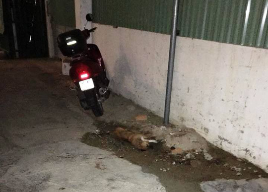 Khách Nga bức xúc vì hành động ném con chó từ tầng 24 xuống đất