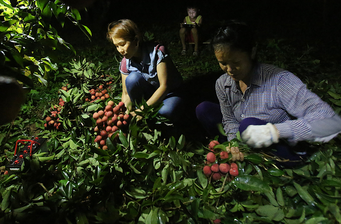 Người dân Lục Ngạn chong đèn thu hoạch vải