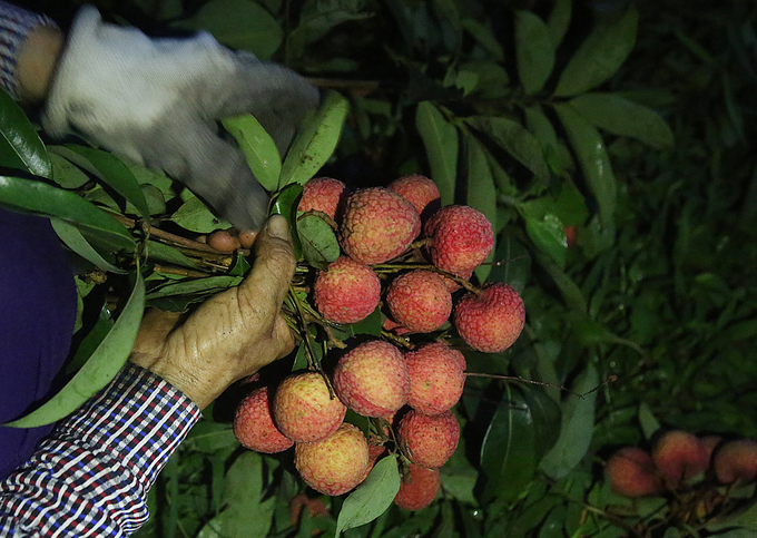 Người dân Lục Ngạn chong đèn thu hoạch vải