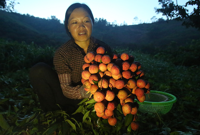 Người dân Lục Ngạn chong đèn thu hoạch vải