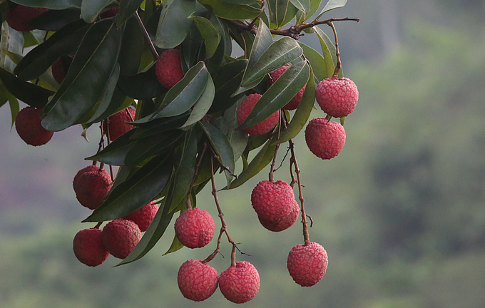 Người dân Lục Ngạn chong đèn thu hoạch vải